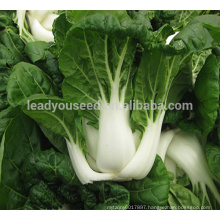 CC02 Lisan early maturity medium tall pakchoi seeds, Chinese cabbage seeds for planting, dark green leaf & pure white petiole, 2